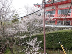 紀三井寺 エレベーター付近のソメイヨシノ