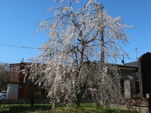 松島 瑞巌寺 総門を入ったところにある枝垂桜