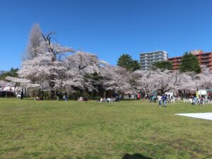 仙台 西公園 ソメイヨシノが満開です