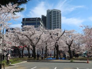仙台 西公園 ソメイヨシノが満開です