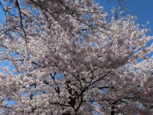 仙台 西公園 ソメイヨシノをアップで撮影