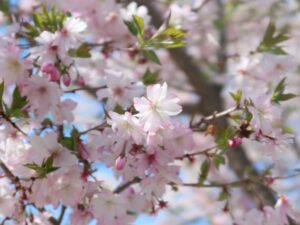 仙台 西公園 ソメイヨシノをアップで撮影