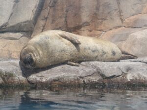 仙台うみの杜水族館 ゴマフアザラシ