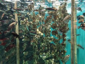 仙台うみの杜水族館 牡蠣の養殖いかだの様子