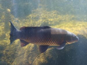 仙台うみの杜水族館 マゴイ