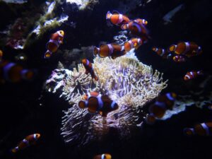 仙台うみの杜水族館 クマノミ