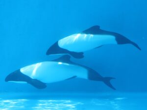 仙台うみの杜水族館 イロワイイルカ パンダイルカとも呼ばれます