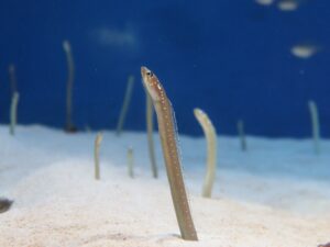仙台うみの杜水族館 チンアナゴ