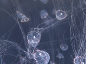 仙台うみの杜水族館 ギヤマンクラゲ